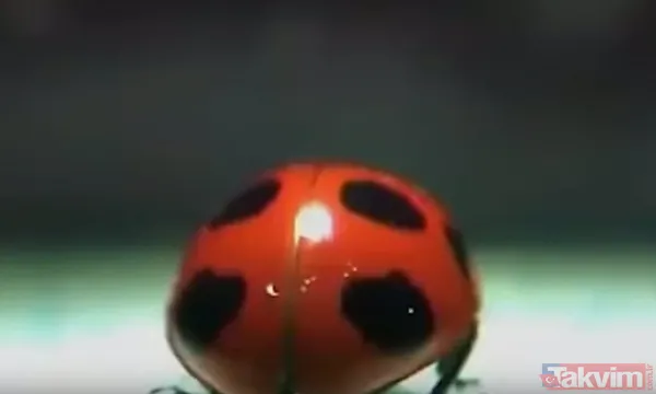 Bunun İçin De Uğur Böceğinin Kanatlarını Açışını Gösteren Videolar 0.1 Saniyede Oynatılarak İzleniyor. Japon Bilim İnsanı Çalışmalar Hakkında, "İlk Başa 3D...