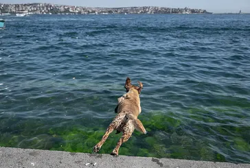 5 merkezde sıcaklık rekoru! İstanbul ve İzmir’in o ilçeleri yandı