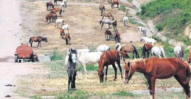 İBB’nin Hatay Dörtyol Belediyesi’ne hibe ettiği atlar hakkında iddiaların sonu gelmedi