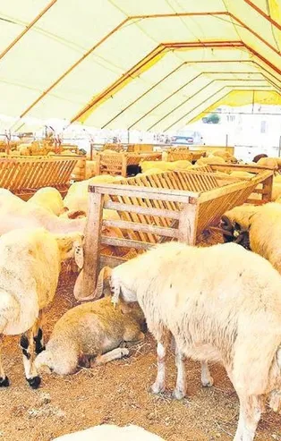 Elde kalan kurbanlıkları ESK alacak