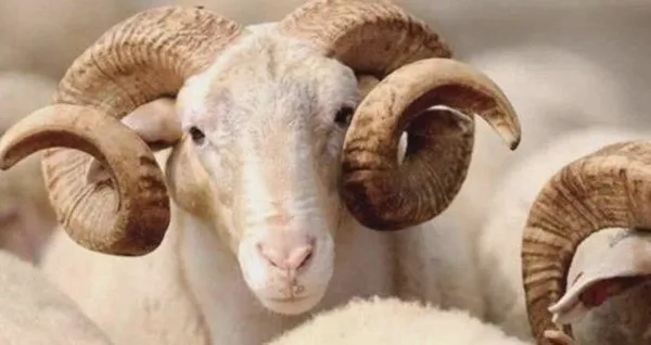 Zincir marketler kurbanlık satışı için kolları sıvadı: Küçükbaşlar 1490 TL-5