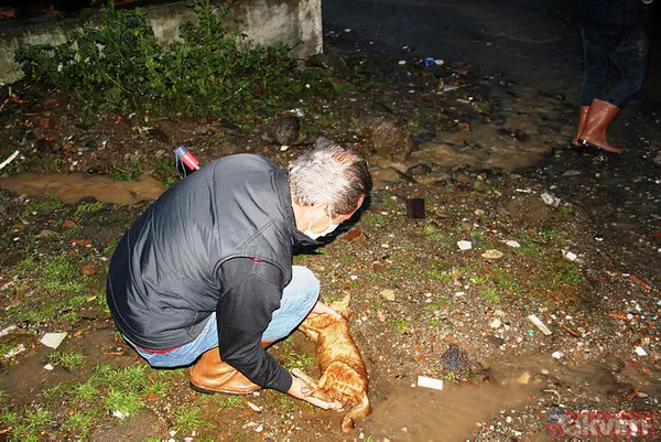 Muğla Bodrum'da hep aynı manzara! Evleri su bastı, sokak hayvanları boğuldu - 2