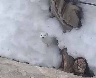 Tunceli’de ’beyaz gelincik’ görüntülendi