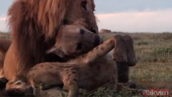 Cesur aslan onlarca sırtlanın arasında girdi! Vahşi doğada şoke eden kare! Sonrasında ise kaçınılmaz ölüm - 1
