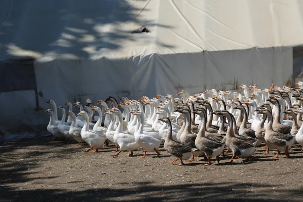Akkuş'ta "kaz çiftliği" kurdu siparişlere yetişemiyor-5