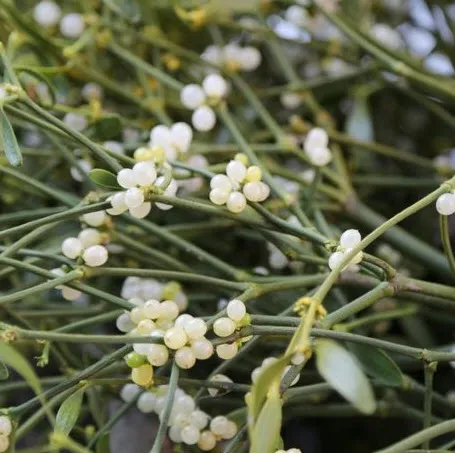 Kansere şifa olan bitki - 5