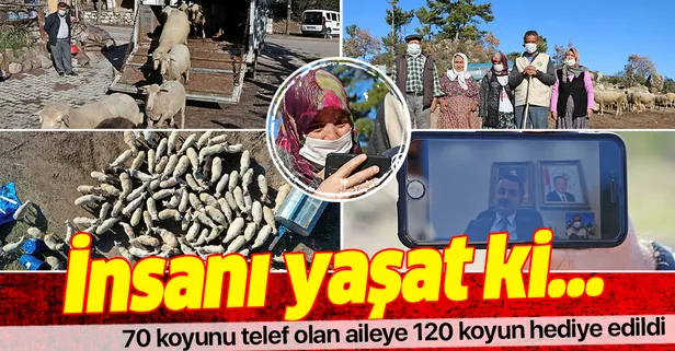 Yangında 70 koyunu telef olan aileye Tarım ve Orman Bakanı Bekir Pakdemirli'nin talimatıyla 120 koyun hediye edildi