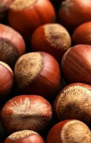 8 Aralık fındık fiyatları ne kadar? Fındık fiyatları artıyor, bugün kaç TL oldu? Ordu, Giresun, Düzce güncel fındık fiyatı…