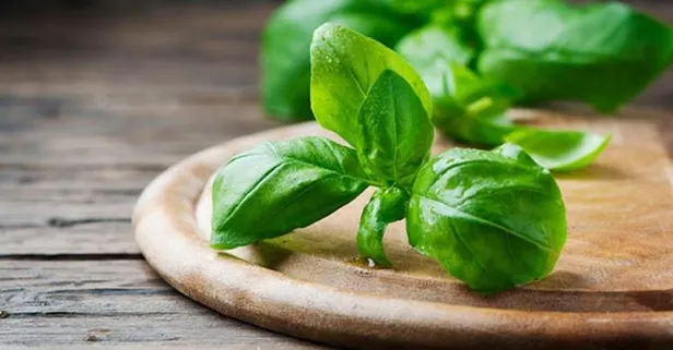 Katarakta karşı fesleğen! Fesleğenin faydaları nelerdir?