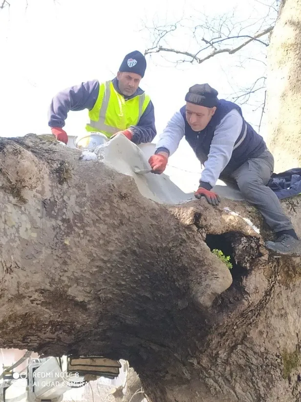 ibb-tarihi-cinarlari-keserken-bursa-buyuksehir-belediyesinin-433-yillik-cinarlarin-bakimini-surduruyor-1647529105689.jpeg İBB tarihi çınarları keserken, Bursa Büyükşehir Belediyesi 433 yıllık çınarların bakımını sürdürüyor!-2