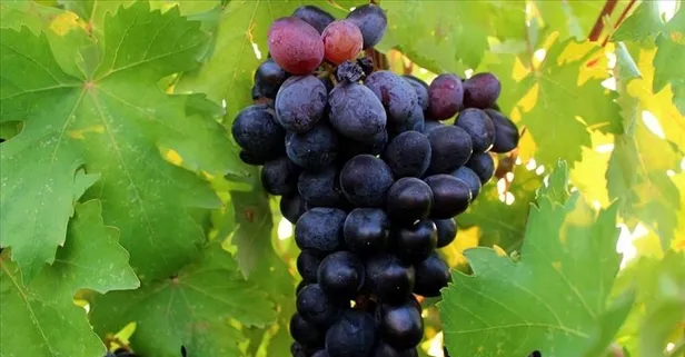 Üzümün faydaları saymakla bitmiyor