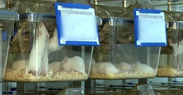 Varyant virüste korkutan son dakika gelişmesi! Fare hücrelerini enfekte edebiliyor