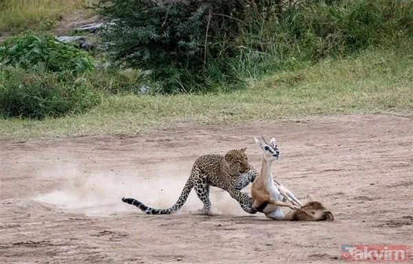 Aslan ve kaplanın (kavgası) karşılaşması hayrete düşürdü! - 14