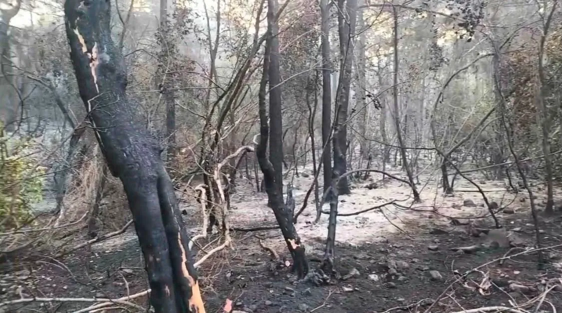 alevler-sarp-araziyi-sardi-marmaris-kabakargi-koyunda-orman-yangini-1786867960150.jpeg Marmaris'te orman yangınına üç koldan müdahale: Yoğun çalışmaların ardından alevler kontrol altına alındı-5
