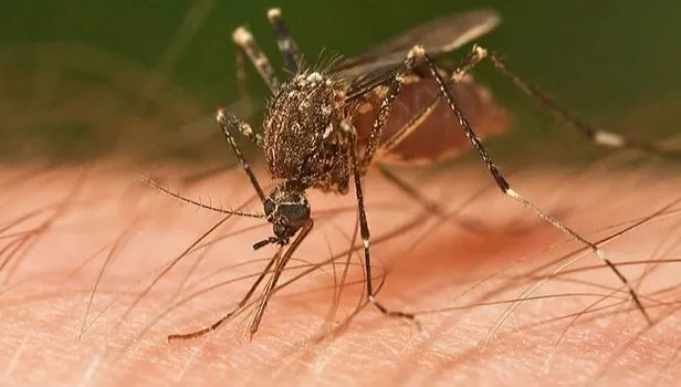 her-yil-800-bin-insani-tek-isirikla-olduren-hayvan-kapidan-kovsan-bacadan-giriyor-1705327149988.jpg Her yıl 800 bin insanı tek ısırıkla öldüren hayvan! Kapıdan kovsan bacadan giriyor-2