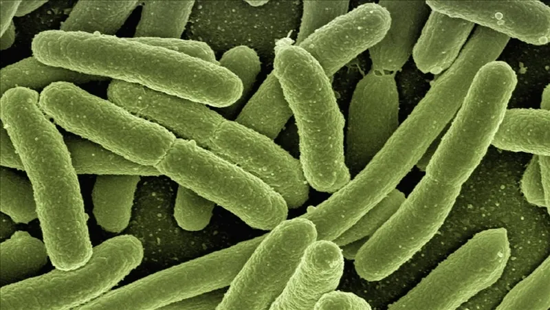 oropouche-virusu-nasil-bulasir-belirtileri-ve-tedavisi-tembel-hayvan-atesi-olumcul-mu-1724244497534.jpg OROPOUCHE VİRÜSÜ 🦠 nasıl bulaşır? Belirtileri ve tedavisi! Tembel hayvan ateşi ölümcül mü?-4