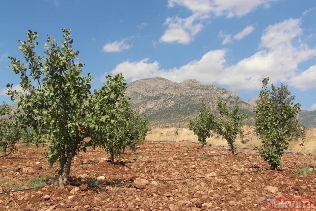 Bir dönem PKK'nın yuvalandığı Gabar ve Cudi dağlarında artık terörist değil fıstık yetişiyor