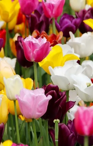 Rüyada lale görmek ne anlama gelir?