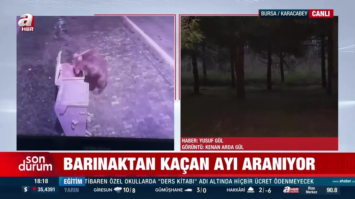 Bursa’da ayı barınaktan kaçtı