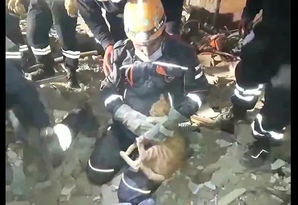 izmirde-meydana-gelen-depremde-enkaz-altinda-kalan-bir-kedi-de-kurtarildi-1604128668337.jpg İzmir'de meydana gelen depremde enkaz altında kalan bir kedi de kurtarıldı-3