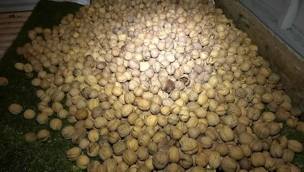 SON DAKİKA: Bursa'da zehir tacirlerinden akılalmaz yöntem! Ceviz yüklü kamyonette uyuşturucu ele geçirildi-5