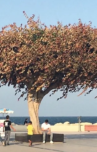 Mersin'deki kurutulan ağaçta CHP kumpası! Fondaş medyası haberini yaptı arkasından CHP'li belediye çıktı