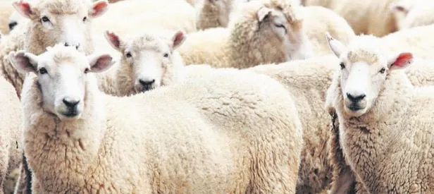 5 milyon kurbanlık hazır