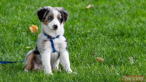 Hayvanların Depremleri Hissedebilme Yeteneği Araştırmalar, Hayvanların Depremleri İnsanların Algılayamadan Önce Hissedebileceğini Gösteriyor. Özellikle...