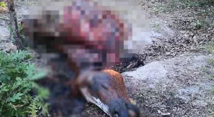 Ödüllü İngiliz yarış atı Çağrıbey'i çalıp kestiler! İç organlarını ise...-2