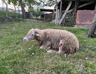 Sokak köpekleri 3 koyunu öldürdü!