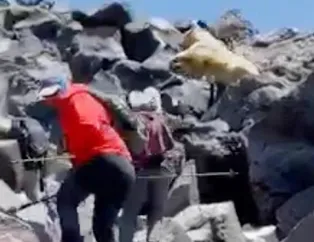 Dağcılara ayı şoku! Yer: Ağrı