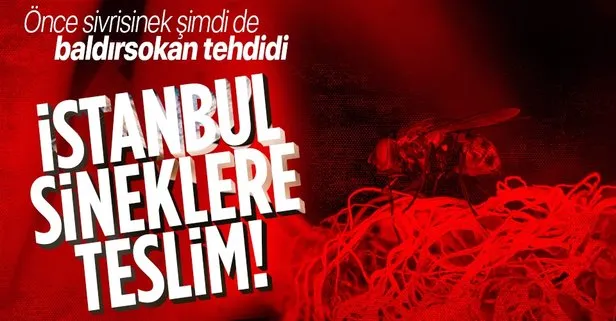 İstanbul’da sinek kabusu! Önce sivrisinek şimdi de baldırsokan! Tehlike saçıyor...