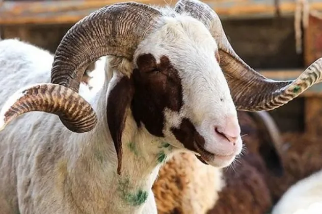 Son dakika! Kurban kesimi tebliği yayımlandı