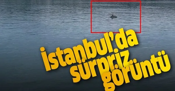 Yunuslar Istinye Sahilde Adeta Dans Etti Takvim