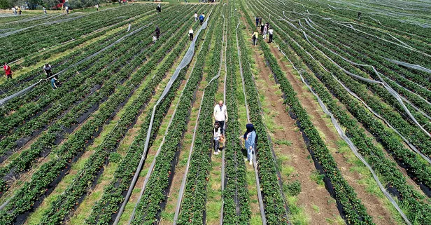 Şimdiden 200 bin müşterisi var! Kilosunu 15 TL! Toplayana ücretsiz!