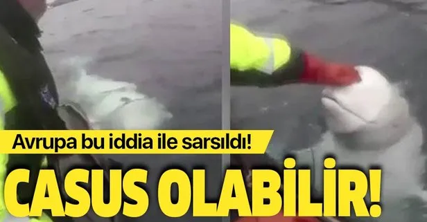 Askılı balina Rus casusu olabilir
