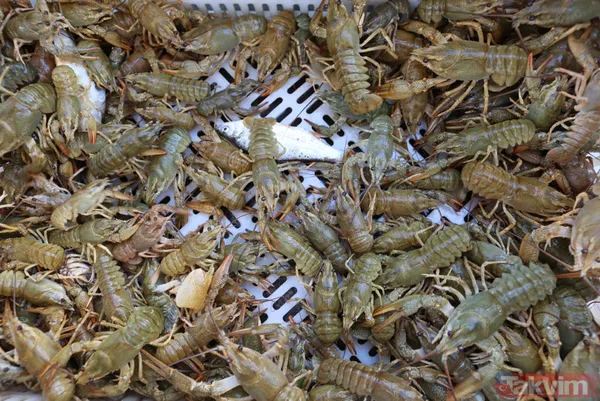 Ayda 100 bin lira kazanıyor! İşletme bitirip köyüne döndü kerevit avlayıp satıyor - 6