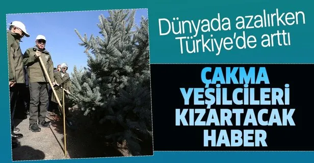 Dünya genelinde yoğun orman kaybı yaşanırken Türkiye’deki orman varlığı arttı