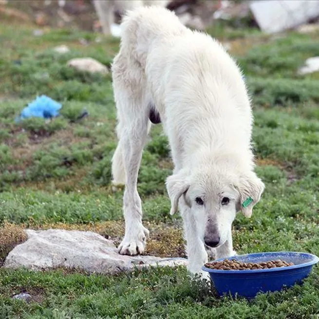 Başıboş köpek düzenlemesinin detayları belli oldu! AK Parti Sözcüsü Ömer Çelik açıkladı: Meclise geliyor