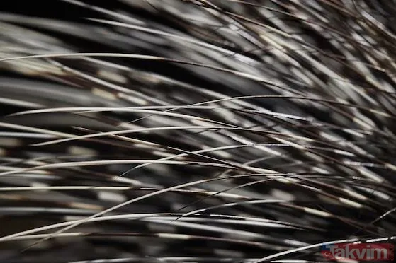 🛠️ Saç Dökülmesini Nasıl Önleyebilirsiniz? 🌿 1. Gazlı Ve Şekerli İçeceklerden Kaçının: Tatlı Ve Kafein Yüksek İçecekler Yerine Bitki Çayları, Taze Sıkılmış...