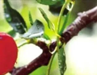 Kirazın Faydaları