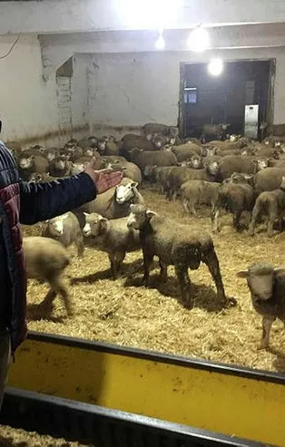 Bursa'da herkes İle de France ırkına mensup kuzuların peşinde