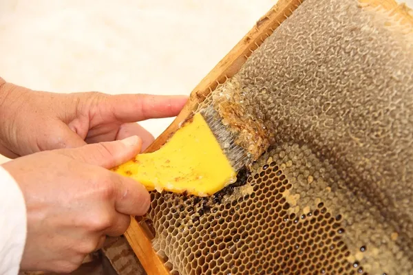 arilar-1500-cicekten-topladi-mersinde-2-bin-rakimli-toros-daglarinin-zirvesinde-bag-sagimi-basladi-1627457691268.jpg Arılar 1500 çiçekten topladı! Mersin'de 2 bin rakımlı Toros Dağları'nın zirvesinde bağ sağımı başladı-4