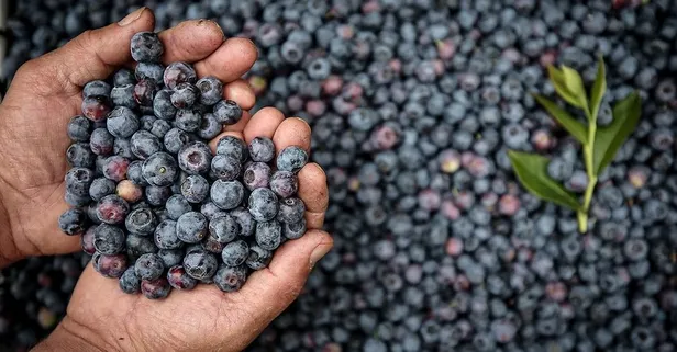 Kızartma yeme yıllara yenilme (Sağlık haberleri)