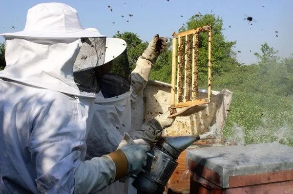 Kilogramı 4 bin TL'den satılıyor-12