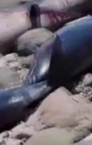 Meksika'da en az 30 yunus karaya vurdu