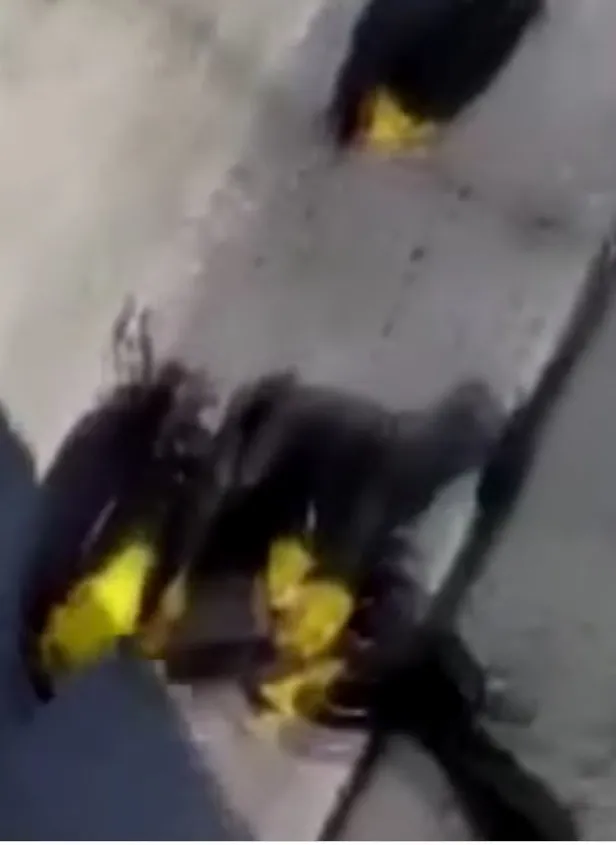 gorenler-soke-oldu-meksikada-kus-surusu-bir-anda-yere-cakildi-1644530332794.jpg Görenler şoke oldu: Meksika'da kuş sürüsü bir anda yere çakıldı-4