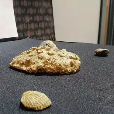 Kayseri’de 10 milyon yıllık fosil bulundu: Miyosen dönemine ait 8 parça