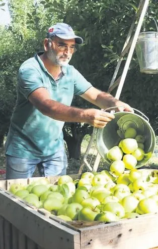 Isparta elması dalında satılıyor