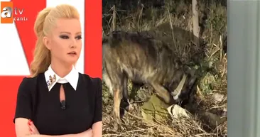 Müge Anlıda aranan Güldane Biçerin eşi Osman Biçerden cinayet itirafı! Kemikleri bulunan kadının cinsel organını...